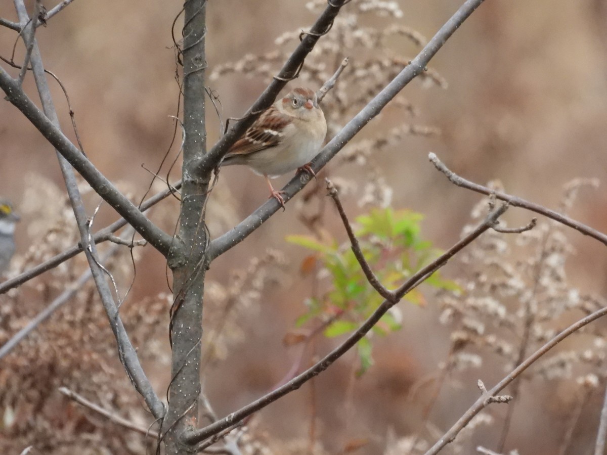 Field Sparrow - ML645454852