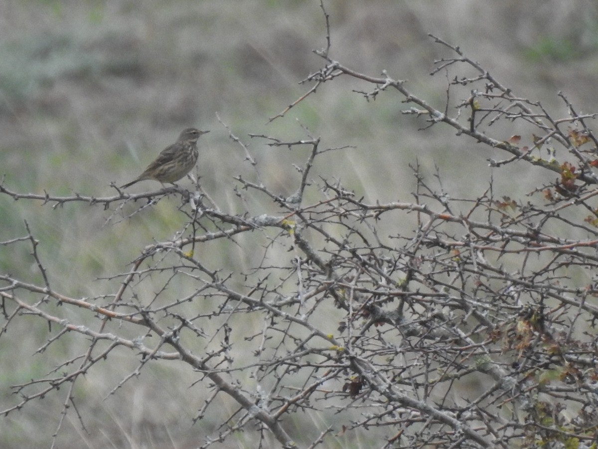 Rock Pipit - ML645454853