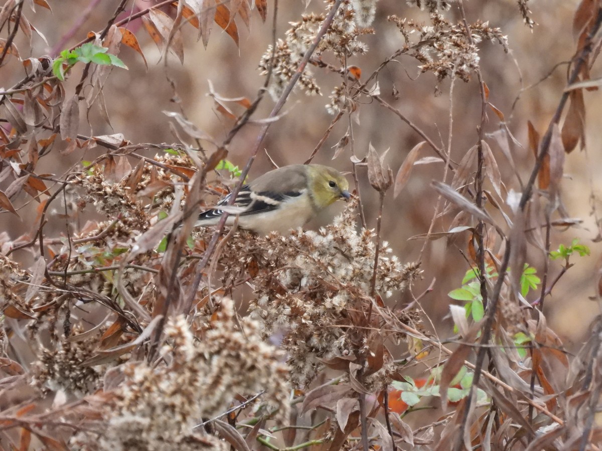 American Goldfinch - ML645454876