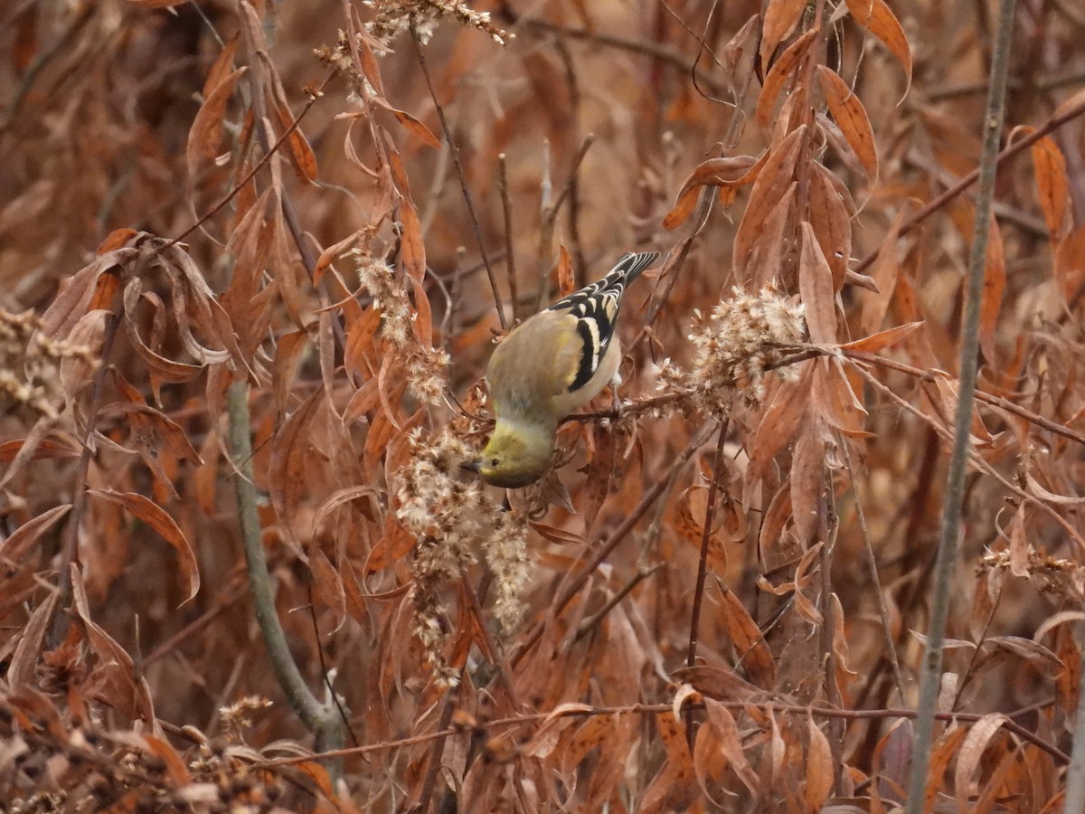 American Goldfinch - ML645454879
