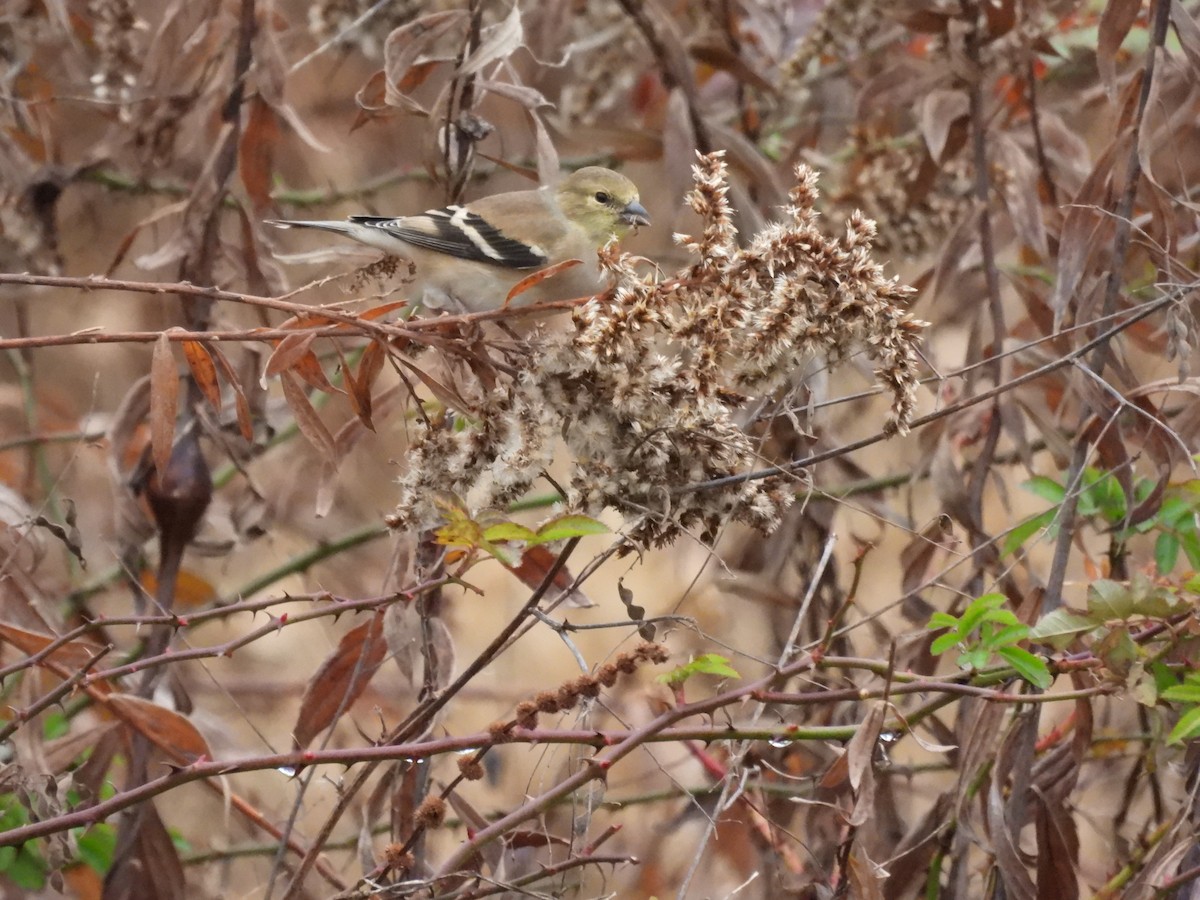 American Goldfinch - ML645454880