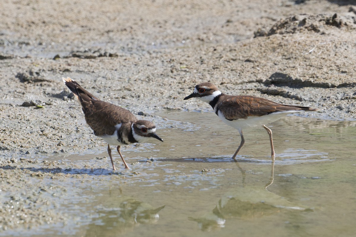 Killdeer - ML645454883