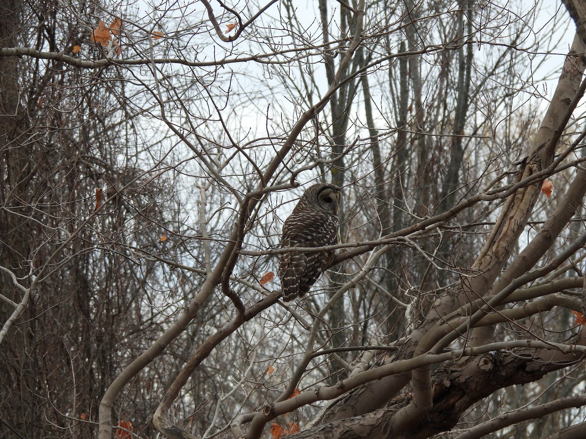 Barred Owl - ML645454893