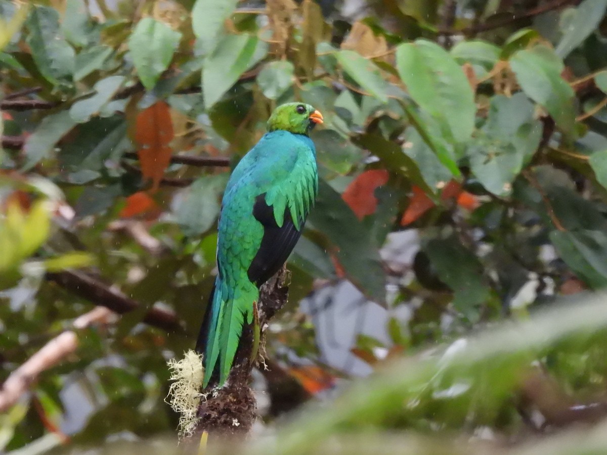 Quetzal doré - ML645454896