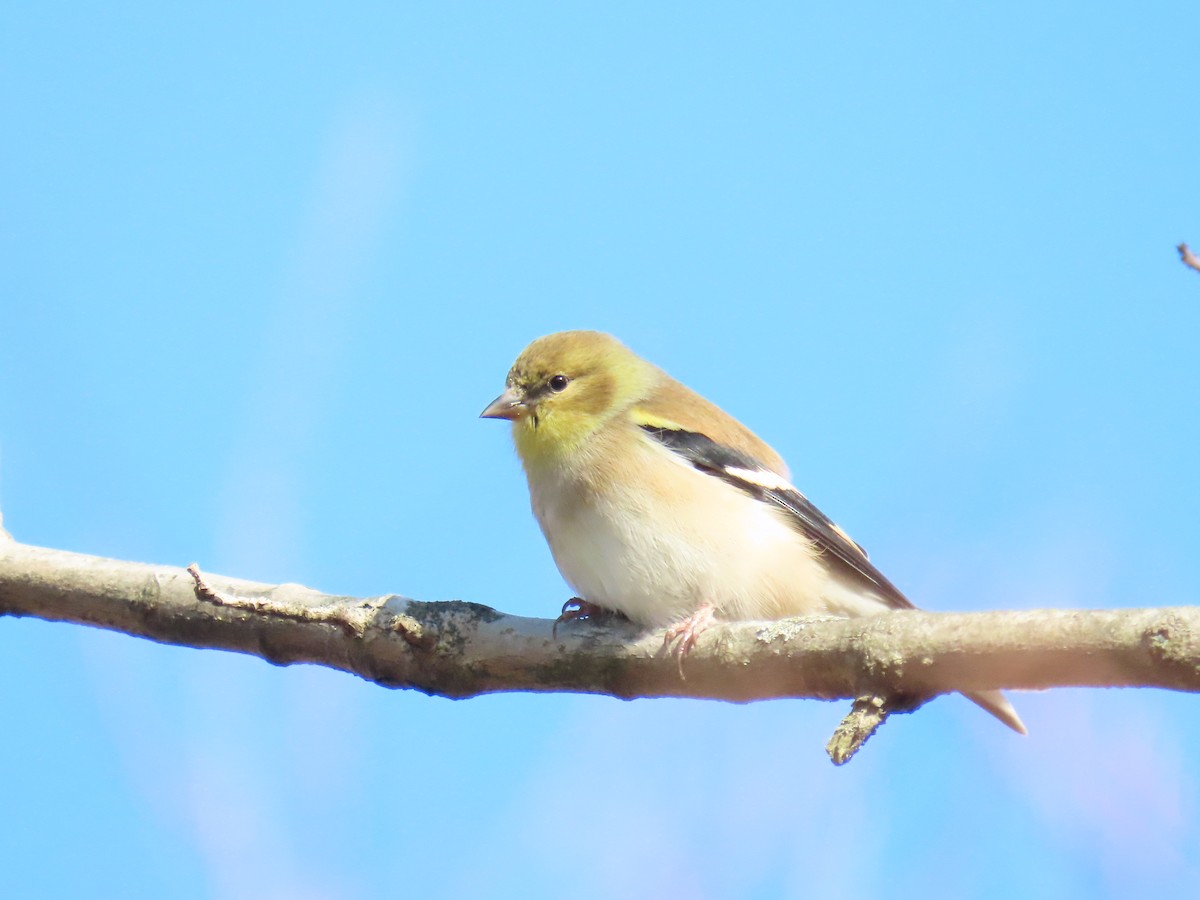 Altın İskete - ML645454899