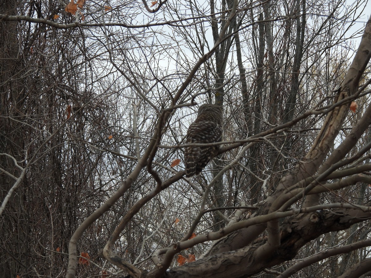Barred Owl - ML645454910
