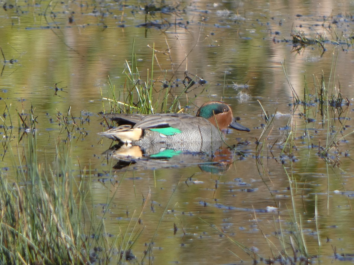 Green-winged Teal - ML645454917