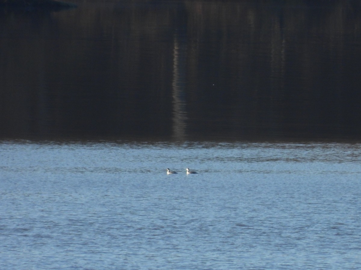 Horned Grebe - ML645454922
