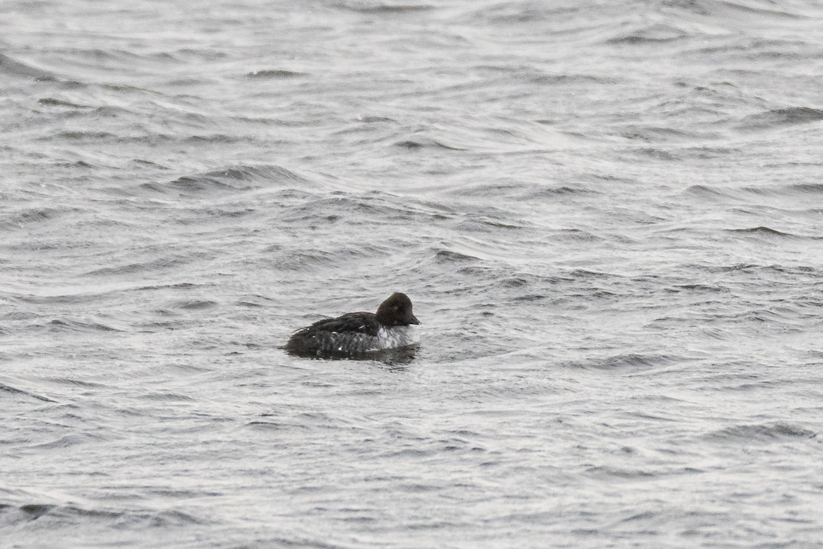 Schellente - ML645454923