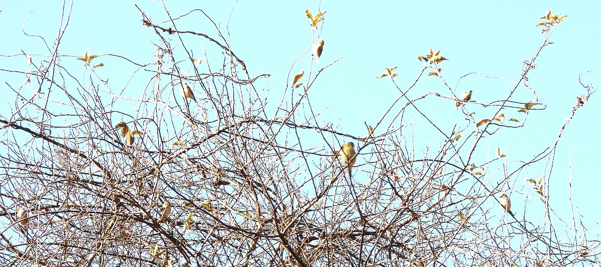 Altın İskete - ML645454924