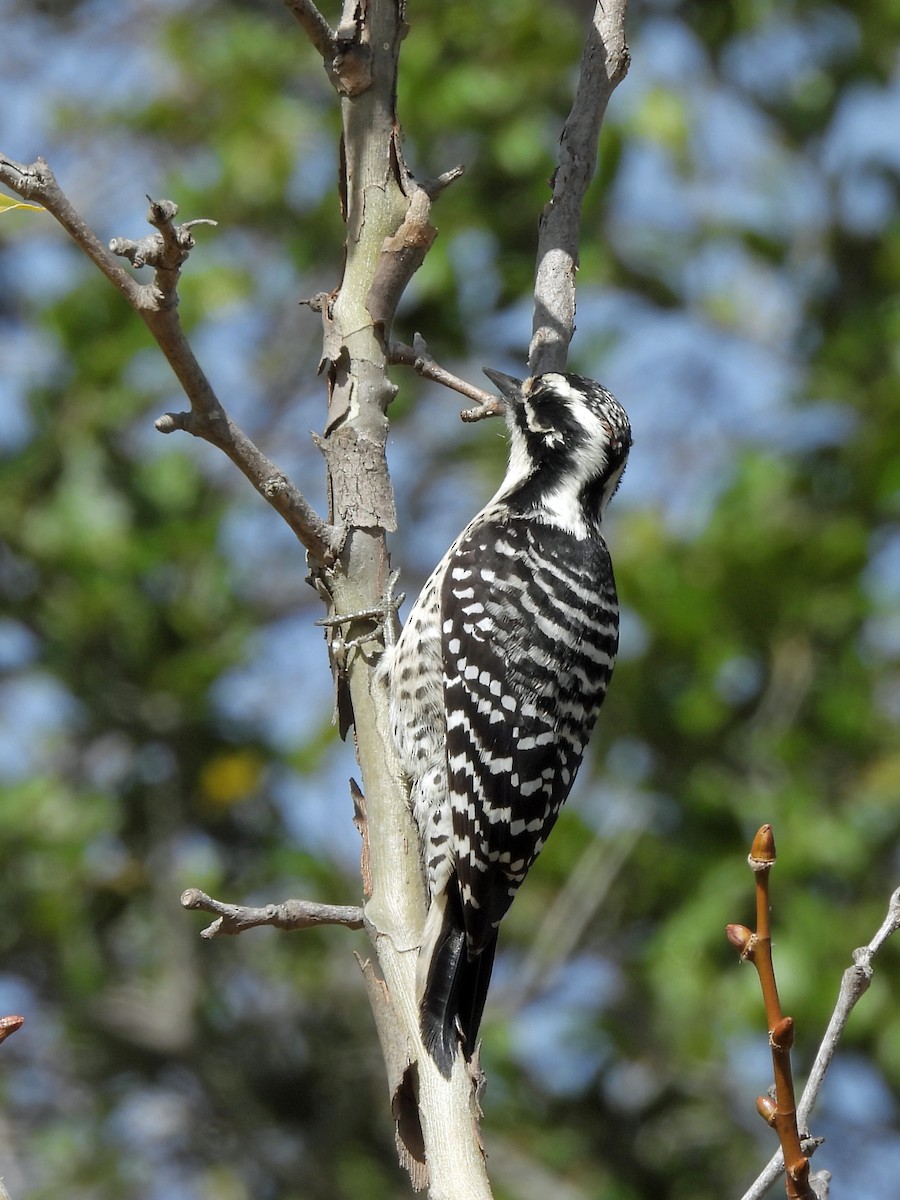 Nuttall's Woodpecker - ML645454925