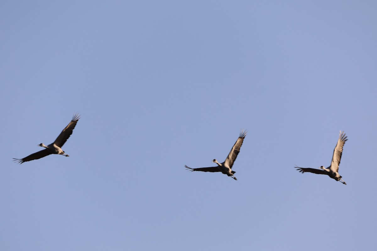 Sandhill Crane - ML645454929