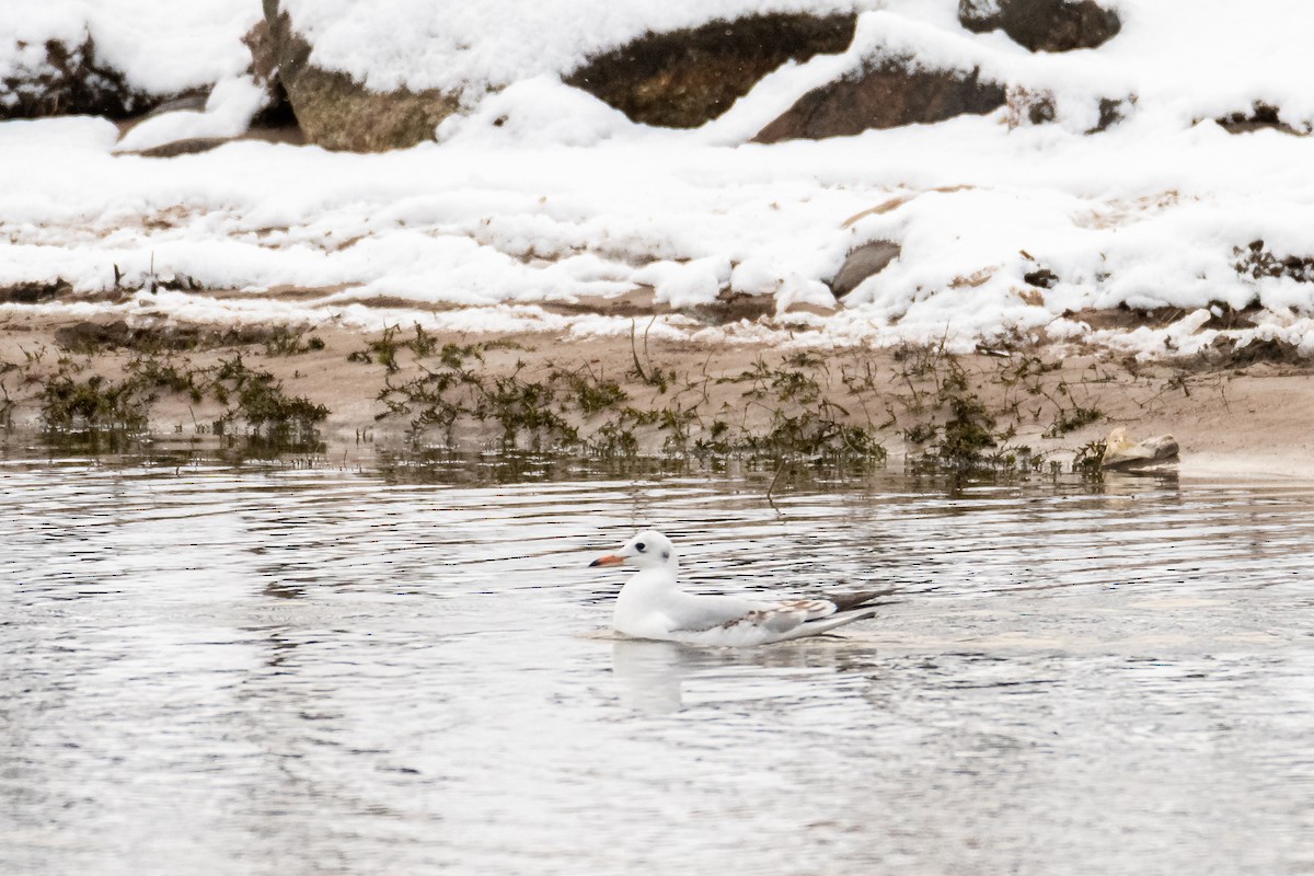 Lachmöwe - ML645454930