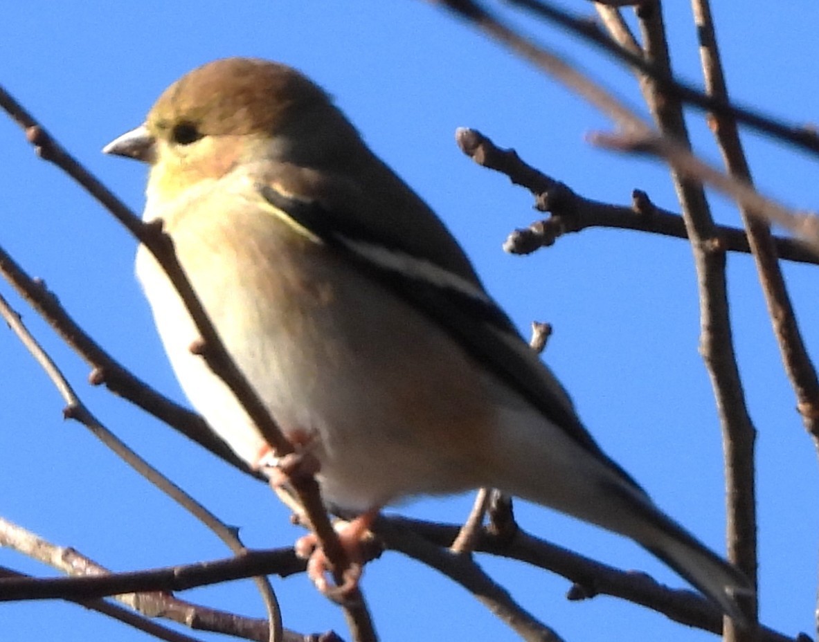 Altın İskete - ML645454933