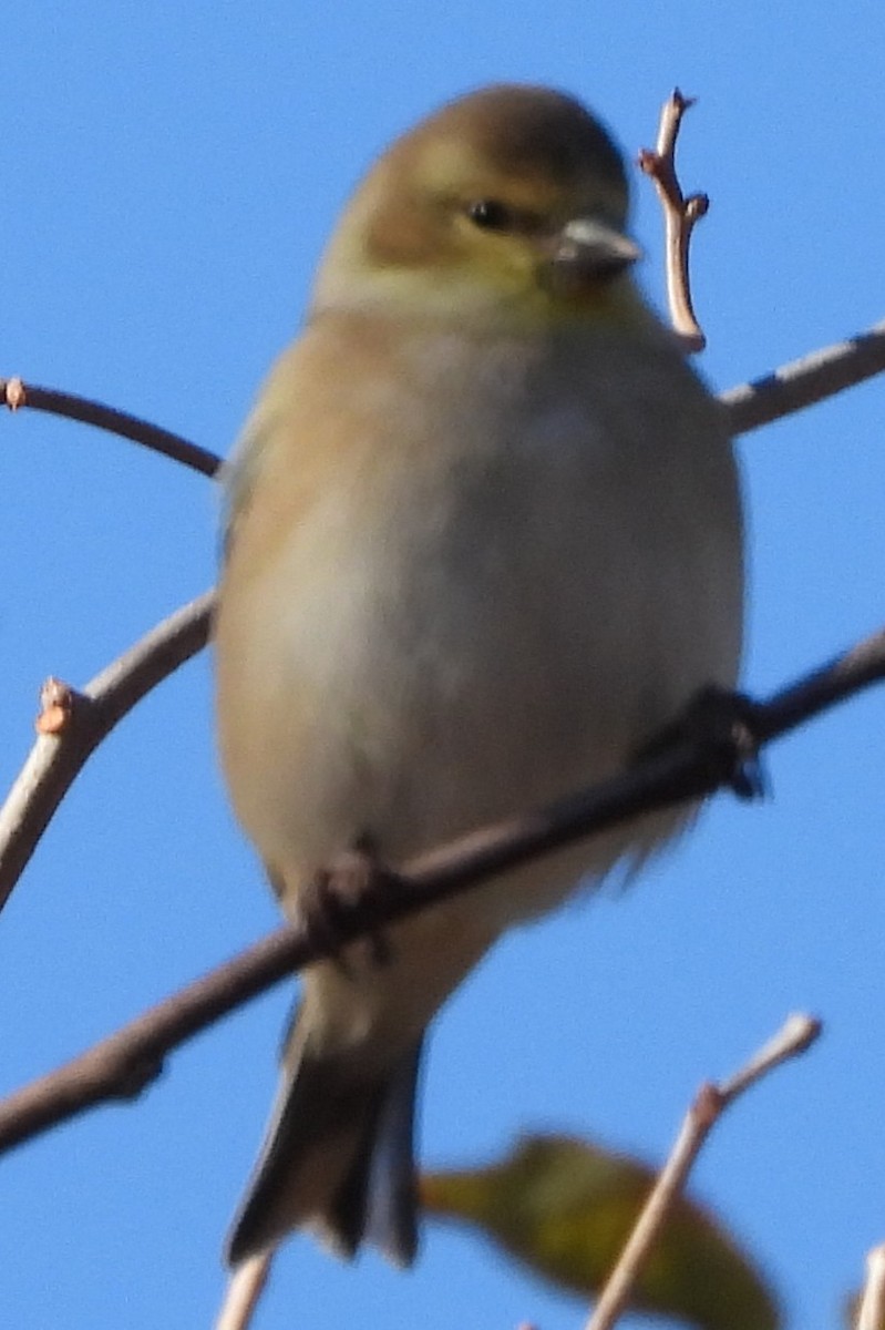 Altın İskete - ML645454943