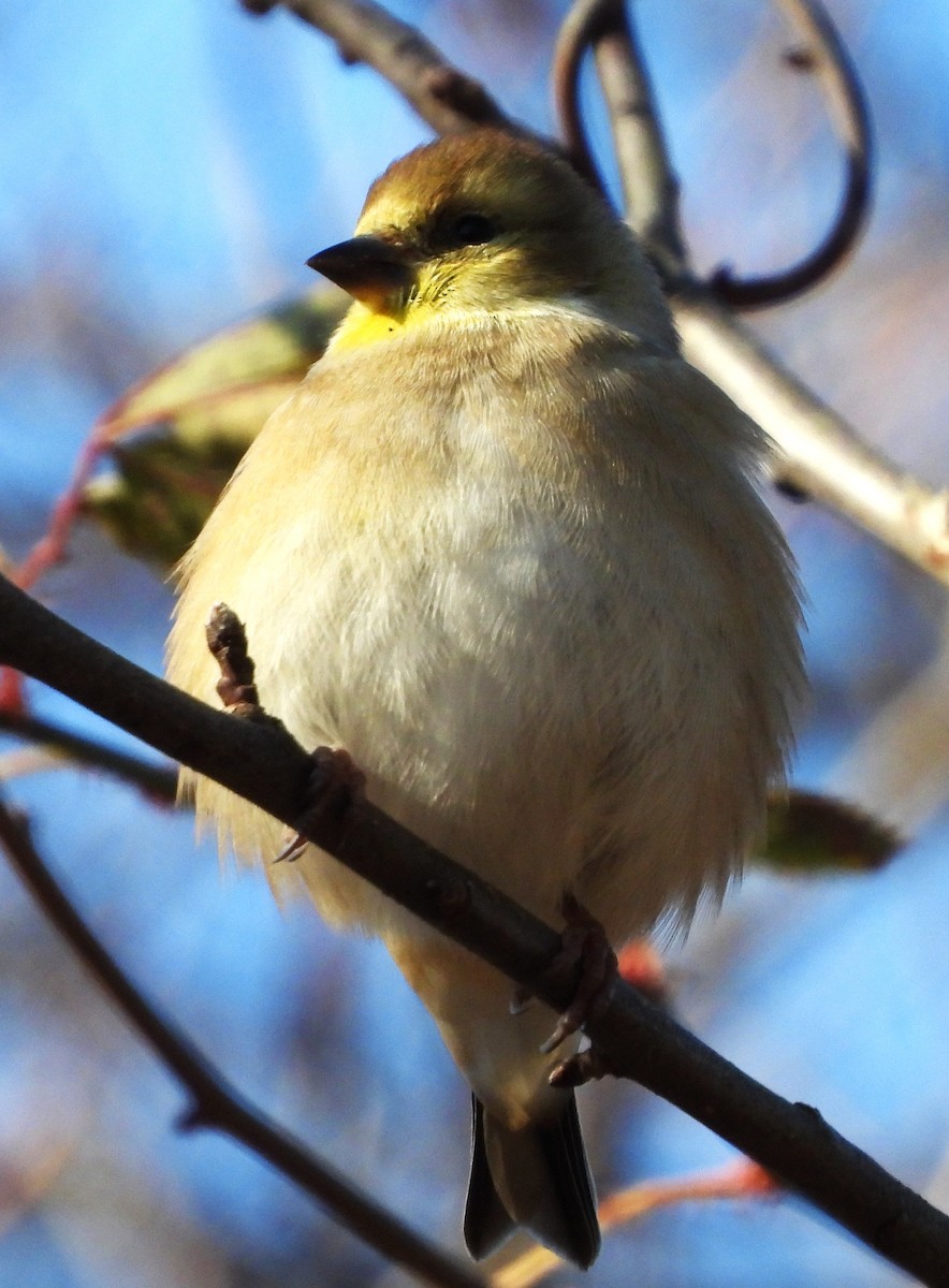 Altın İskete - ML645454953