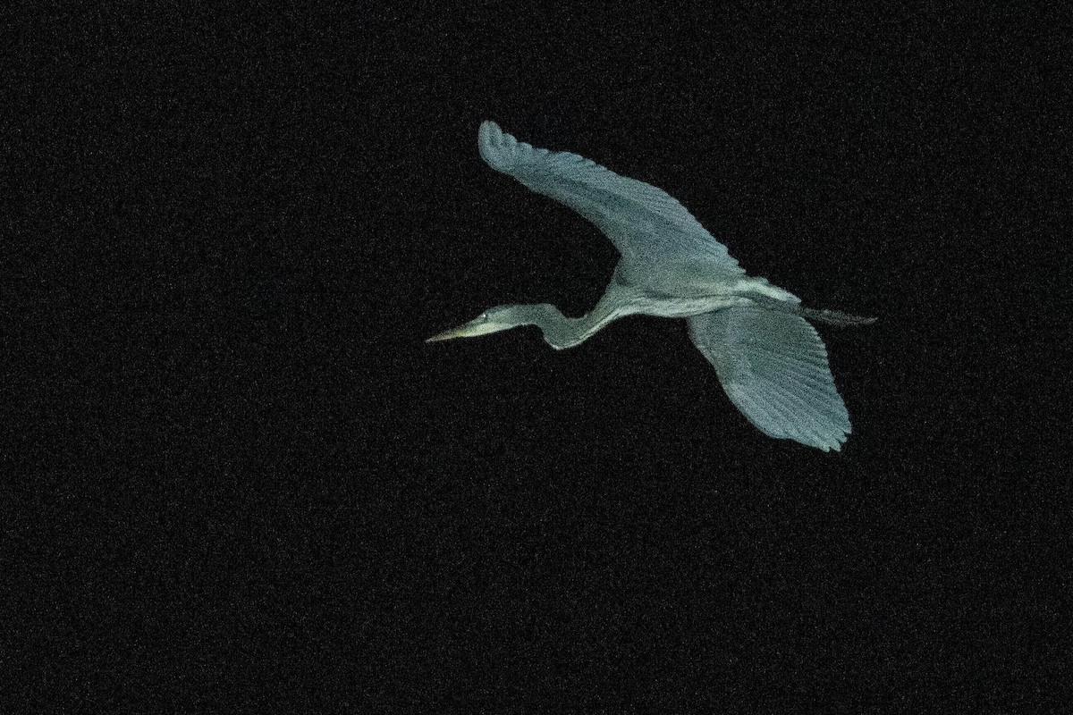 volavka velká - ML645454954