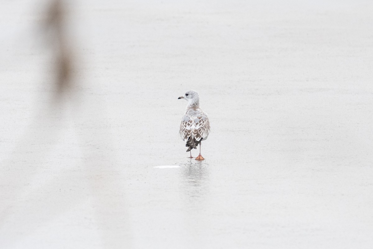 Sturmmöwe - ML645454956