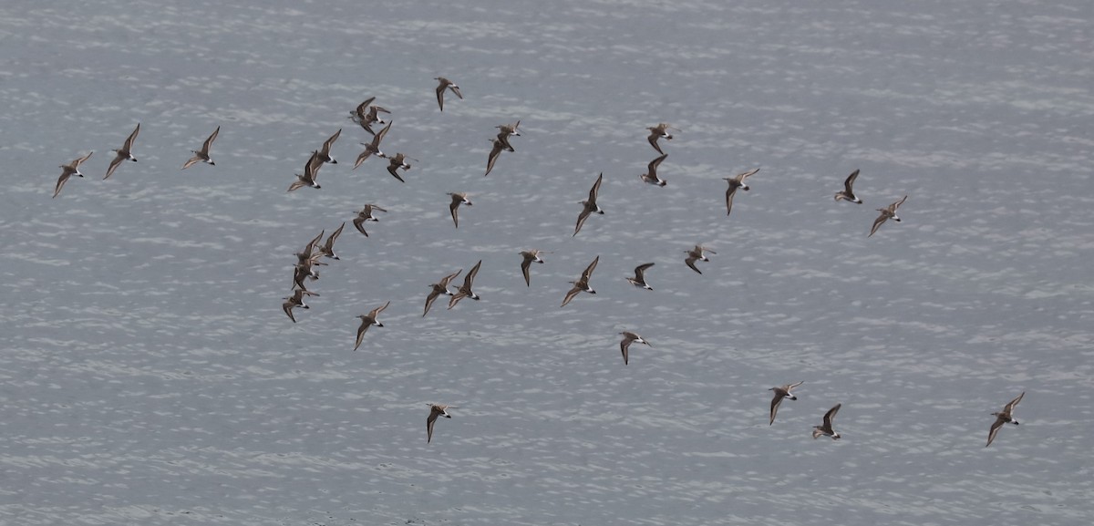 コシジロウズラシギ - ML645454964