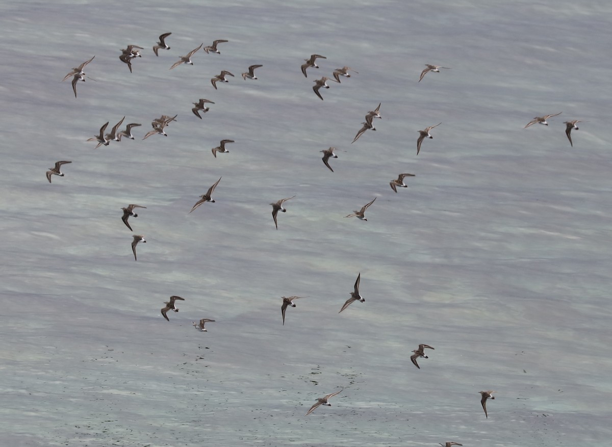 コシジロウズラシギ - ML645454965