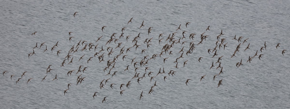 コシジロウズラシギ - ML645454966