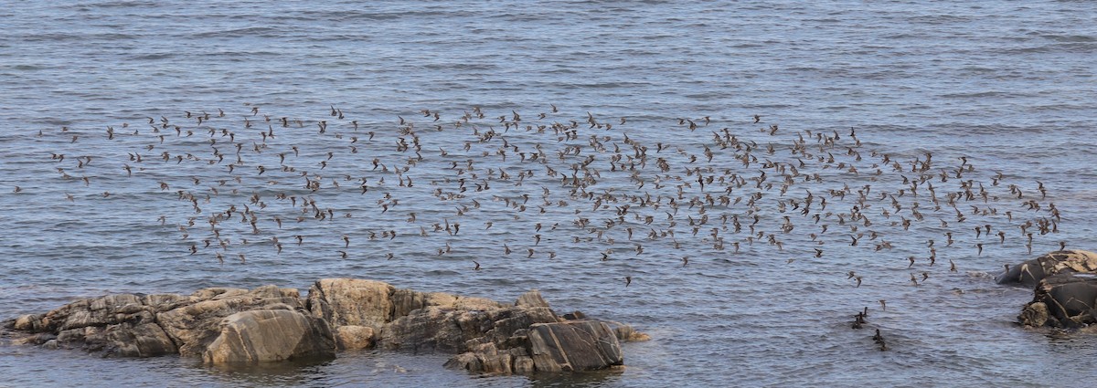 コシジロウズラシギ - ML645454967