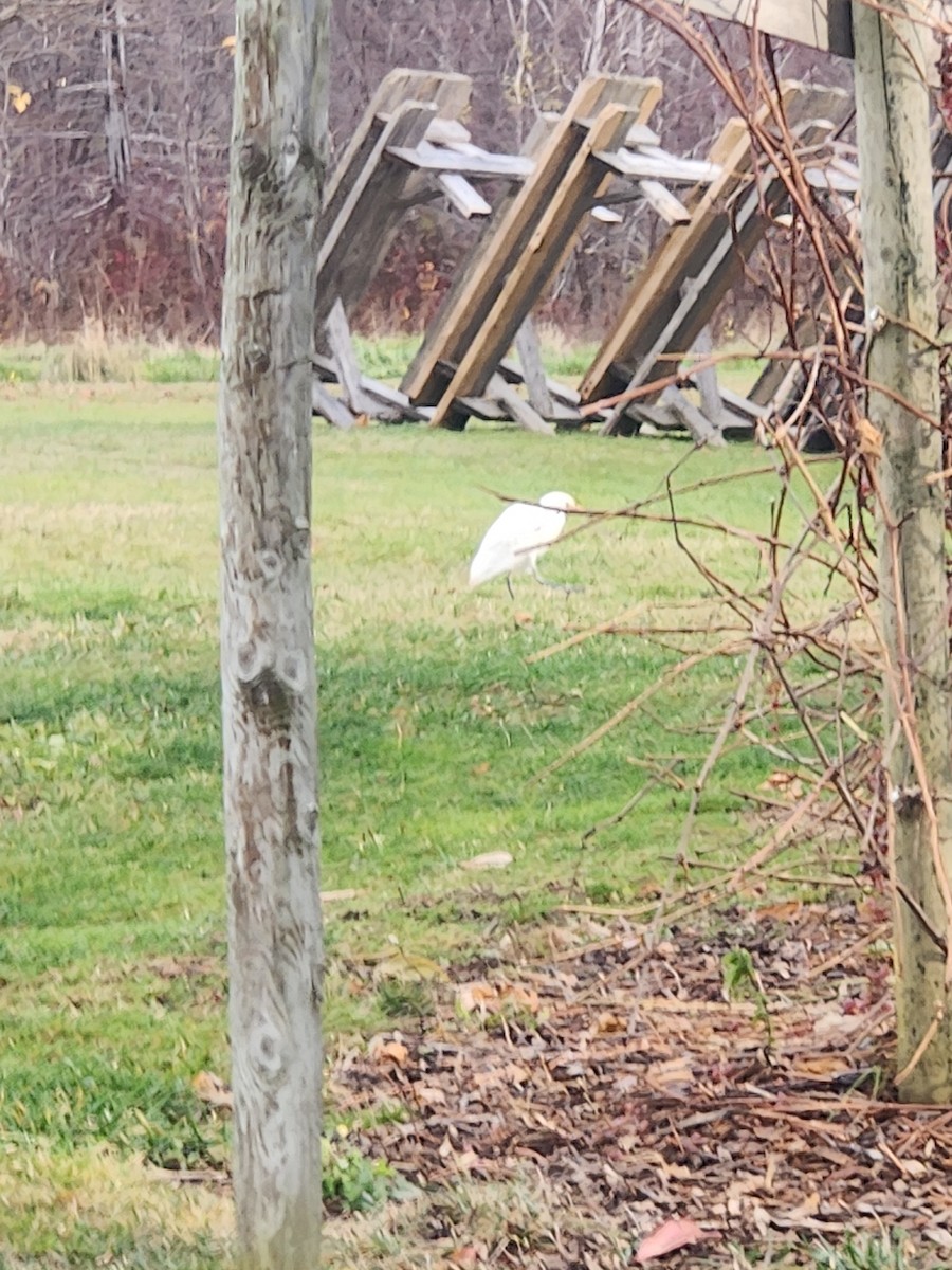 Western Cattle-Egret - ML645454970