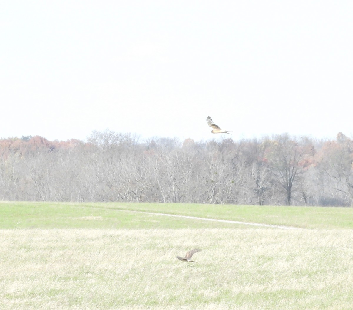 Northern Harrier - ML645454971