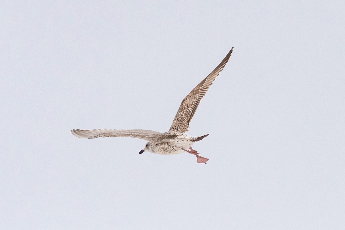 Silbermöwe - ML645454977