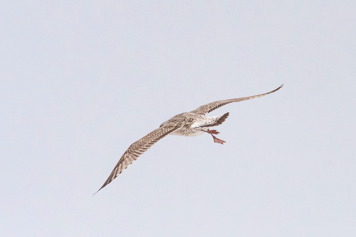 Silbermöwe - ML645454978