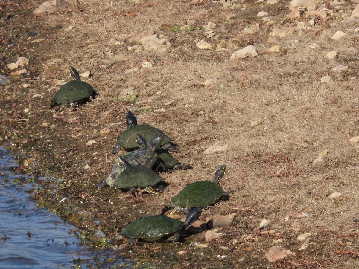 Animals - ML645454979