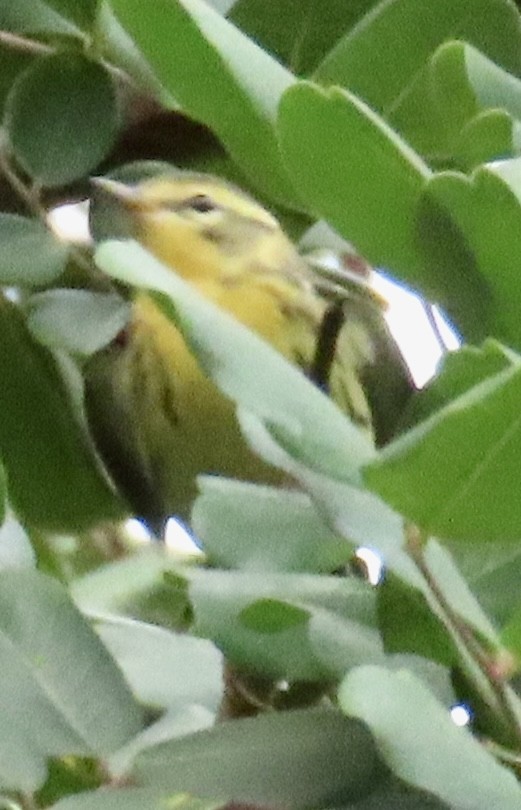 Blackburnian Warbler - ML645454995