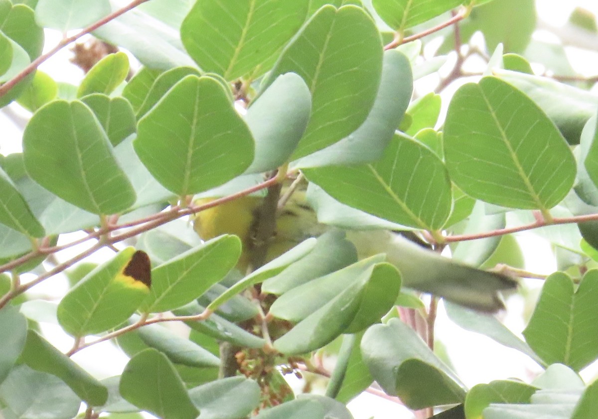 Blackburnian Warbler - ML645454996