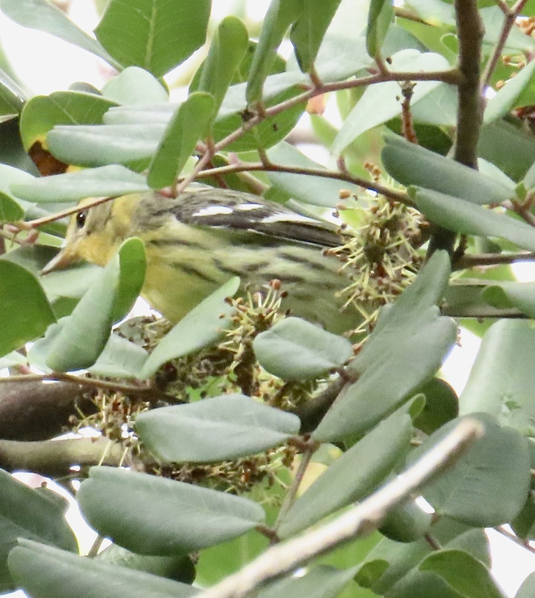 Blackburnian Warbler - ML645454997