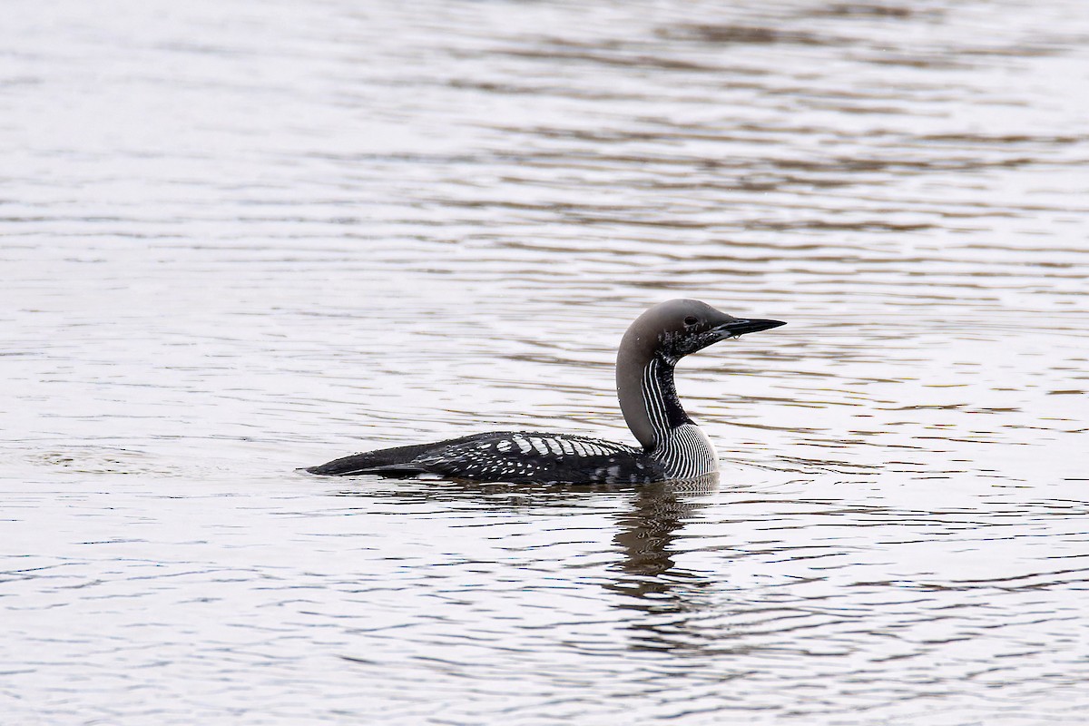 Prachttaucher - ML645454998