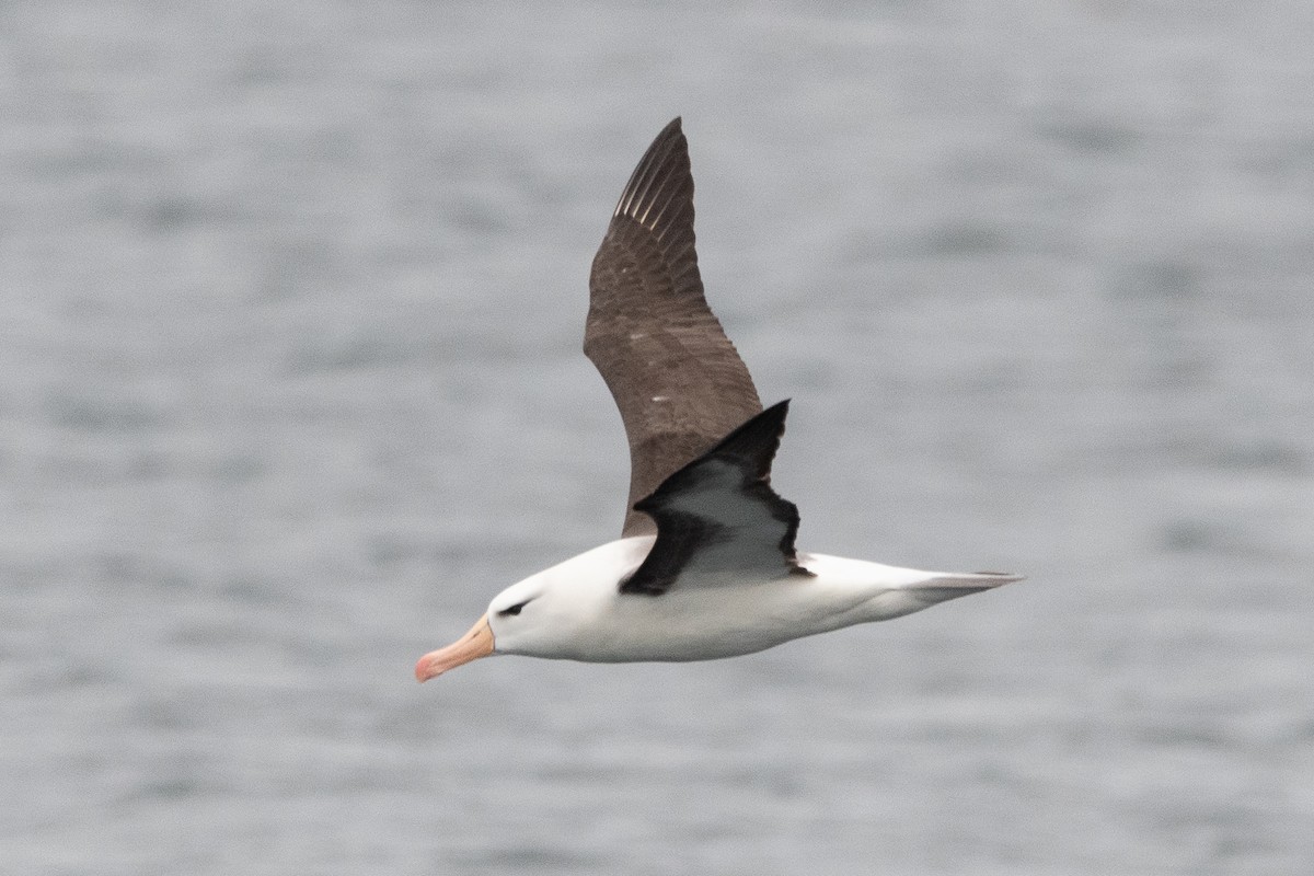 Schwarzbrauenalbatros - ML645454999