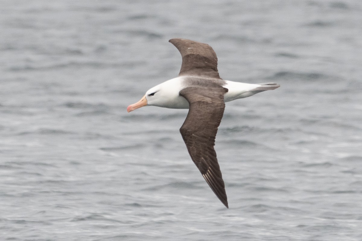 Schwarzbrauenalbatros - ML645455000