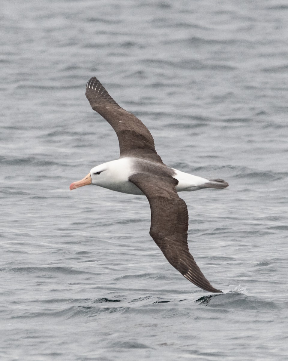 Schwarzbrauenalbatros - ML645455001