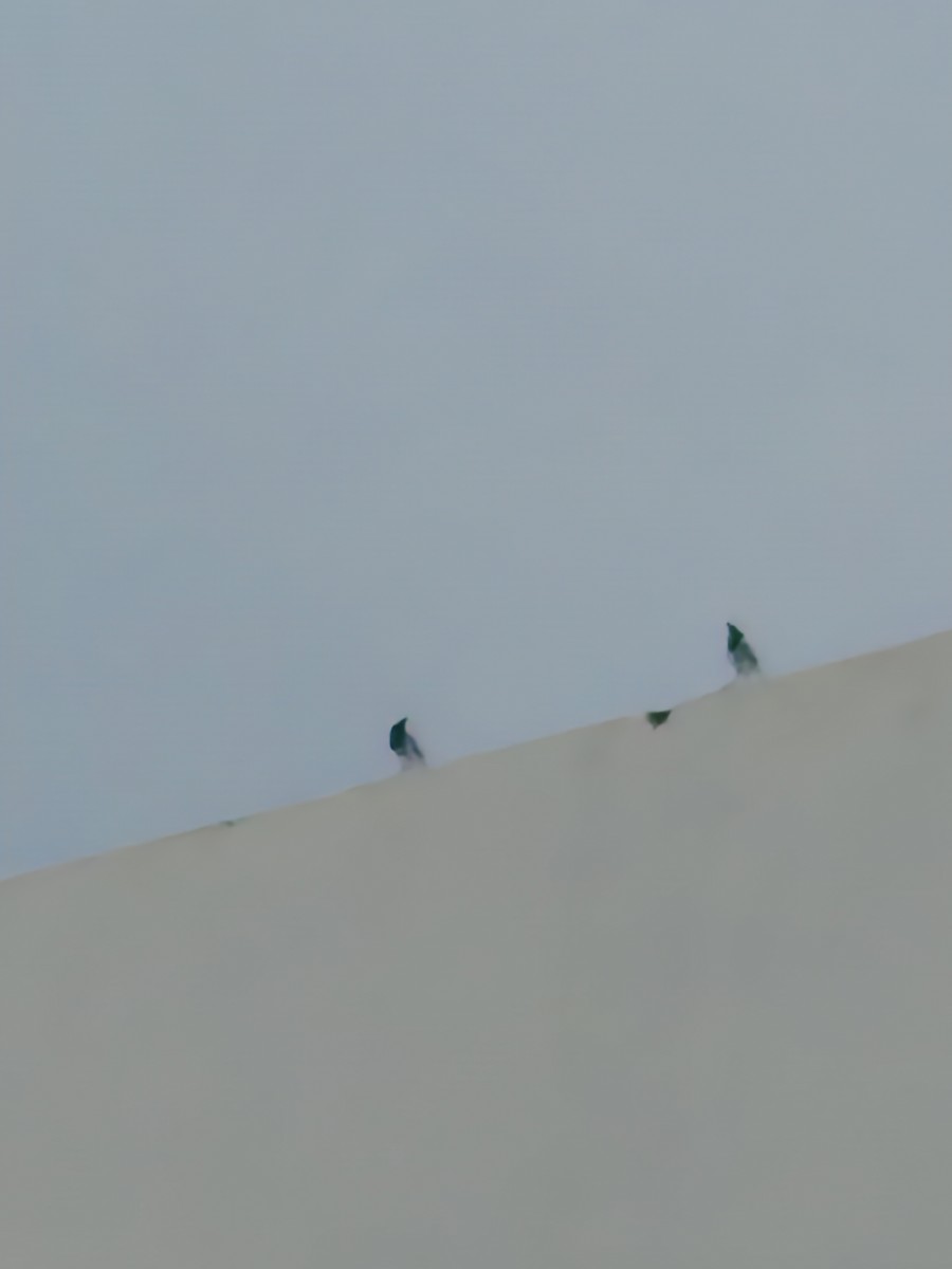 White-browed Wagtail - ML645455016