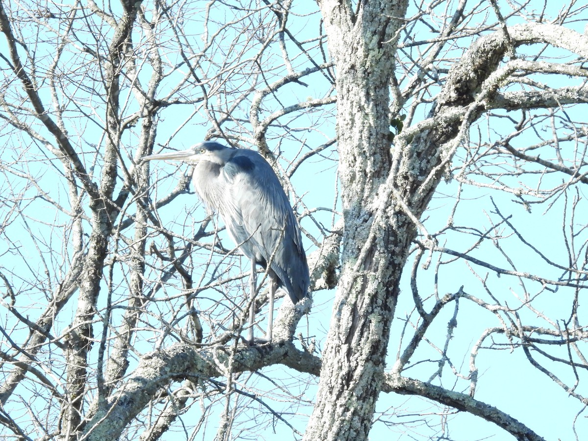 Great Blue Heron - ML645455017