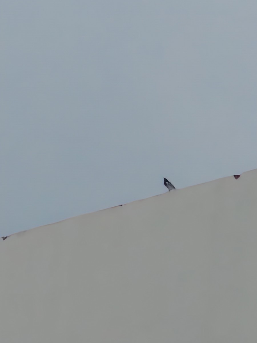 White-browed Wagtail - ML645455019