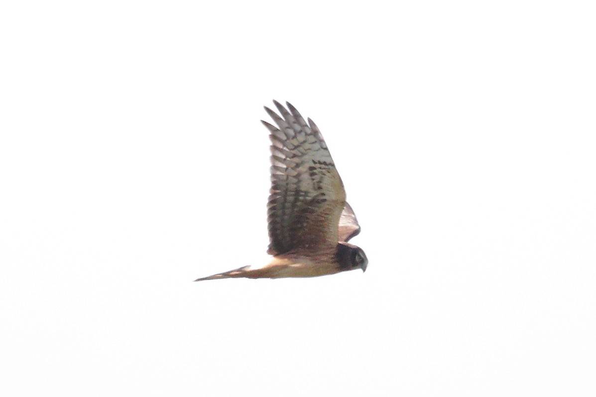 Northern Harrier - ML645455021