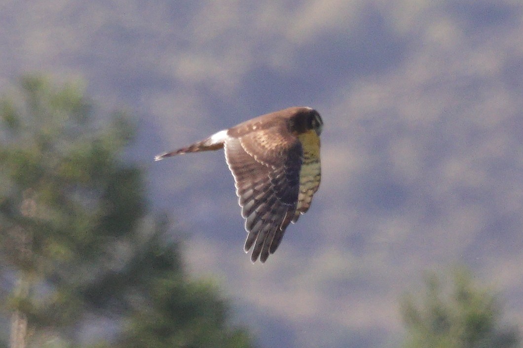 Northern Harrier - ML645455022
