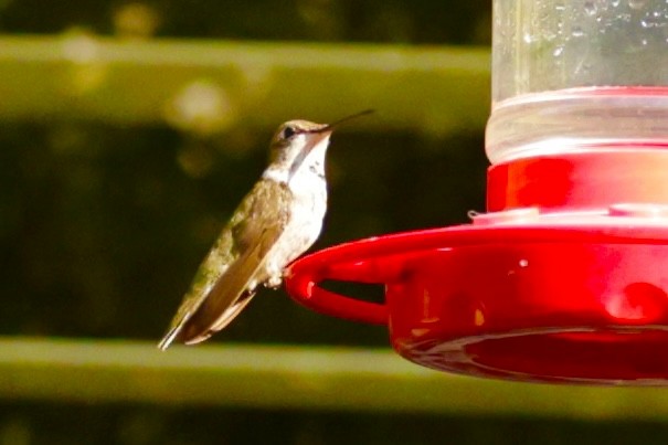 Rubinkehlkolibri - ML645455025