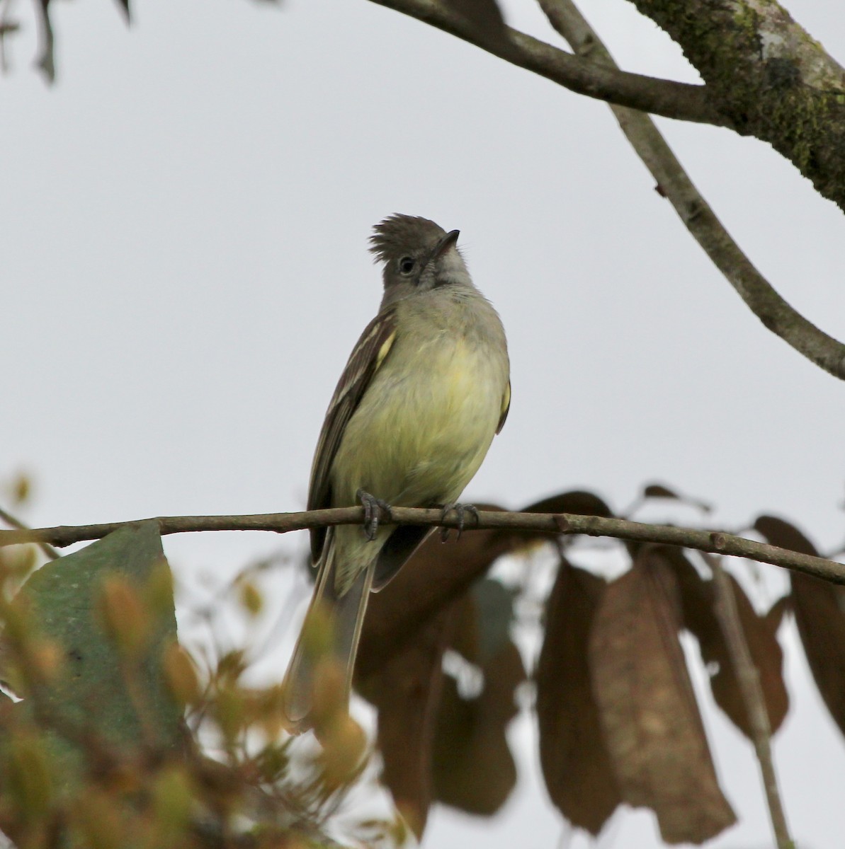 Gelbbauch-Olivtyrann - ML645455026