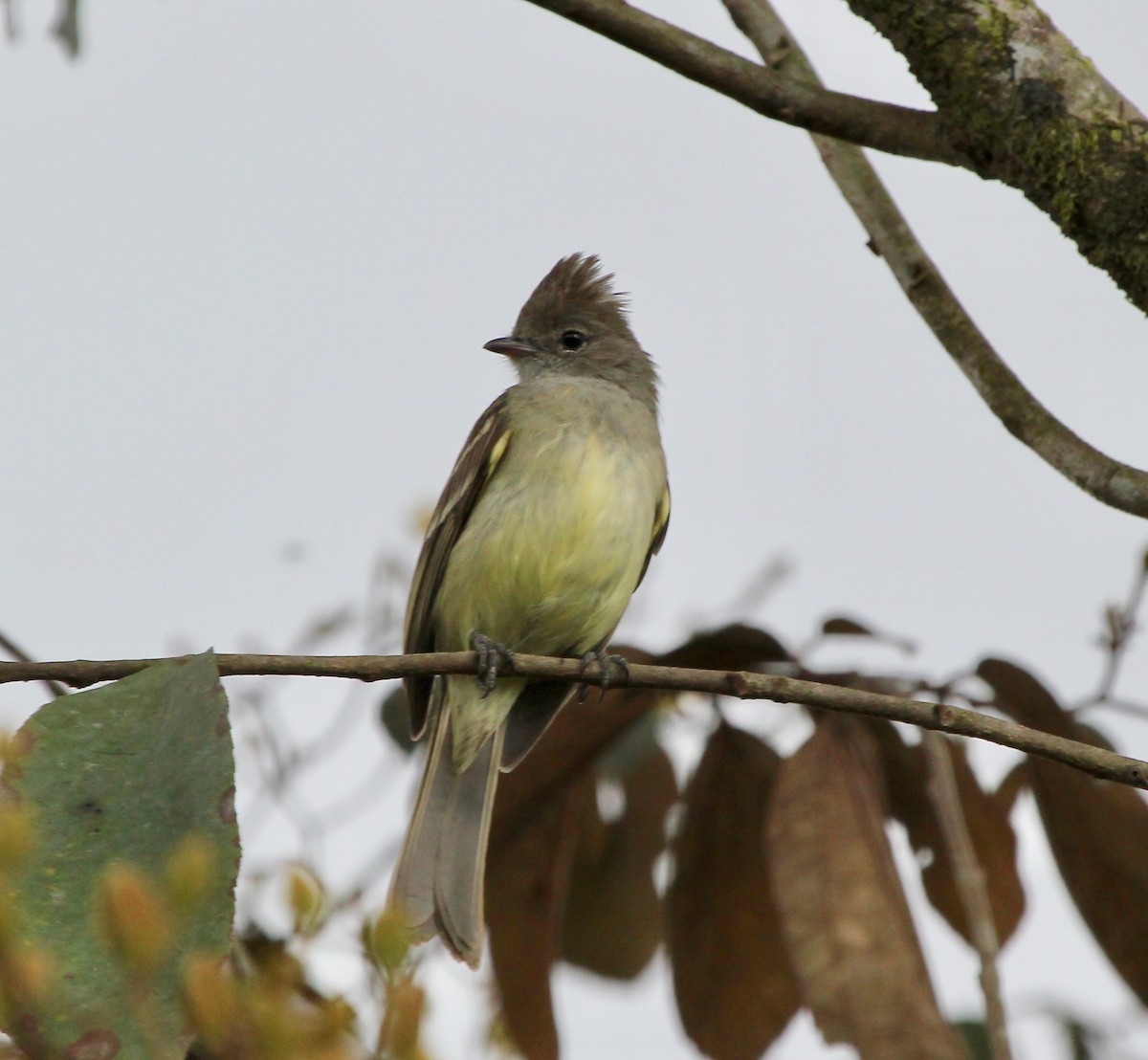 Gelbbauch-Olivtyrann - ML645455027