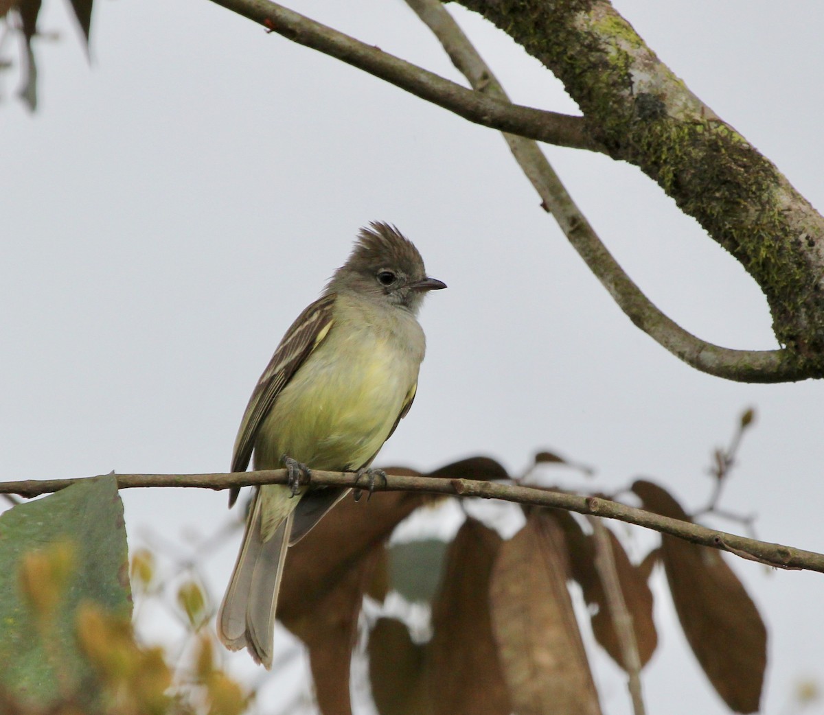 Gelbbauch-Olivtyrann - ML645455028