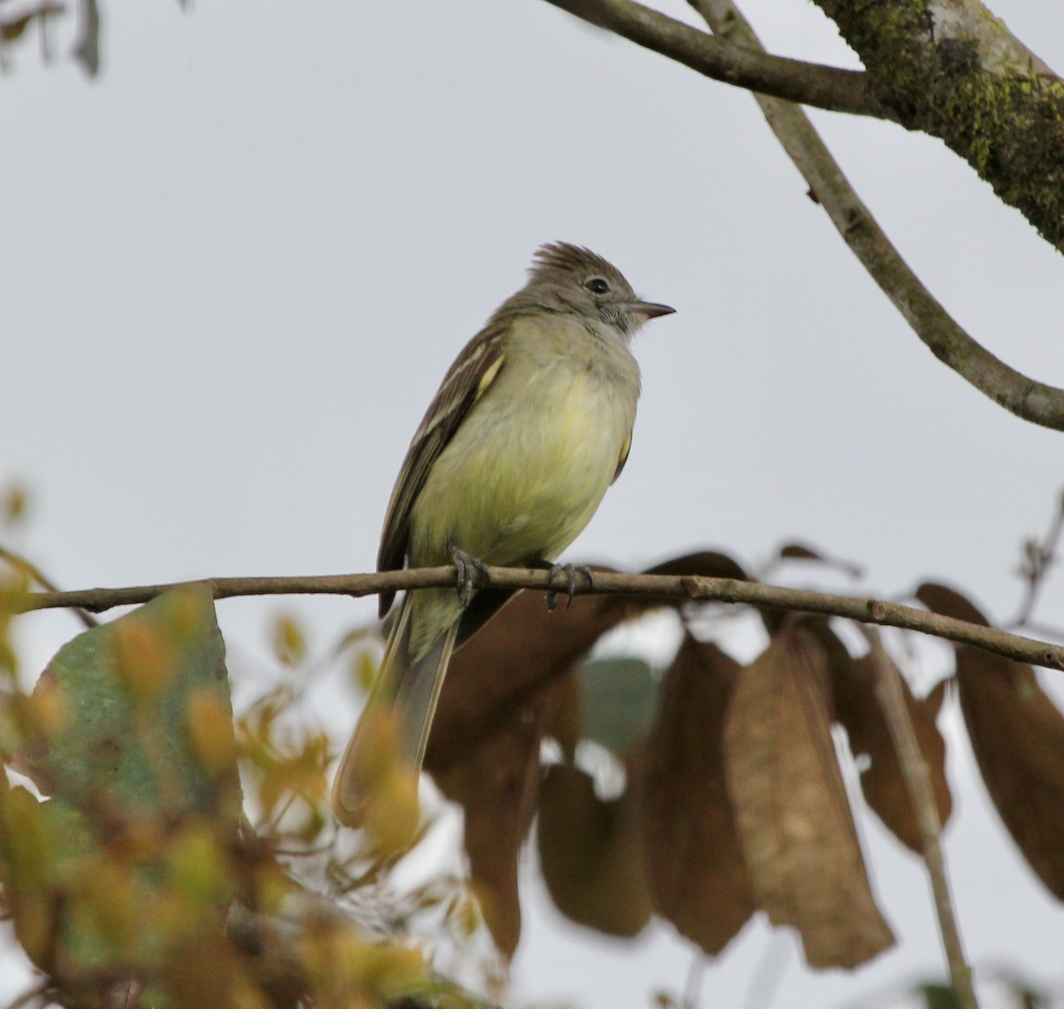 Gelbbauch-Olivtyrann - ML645455029