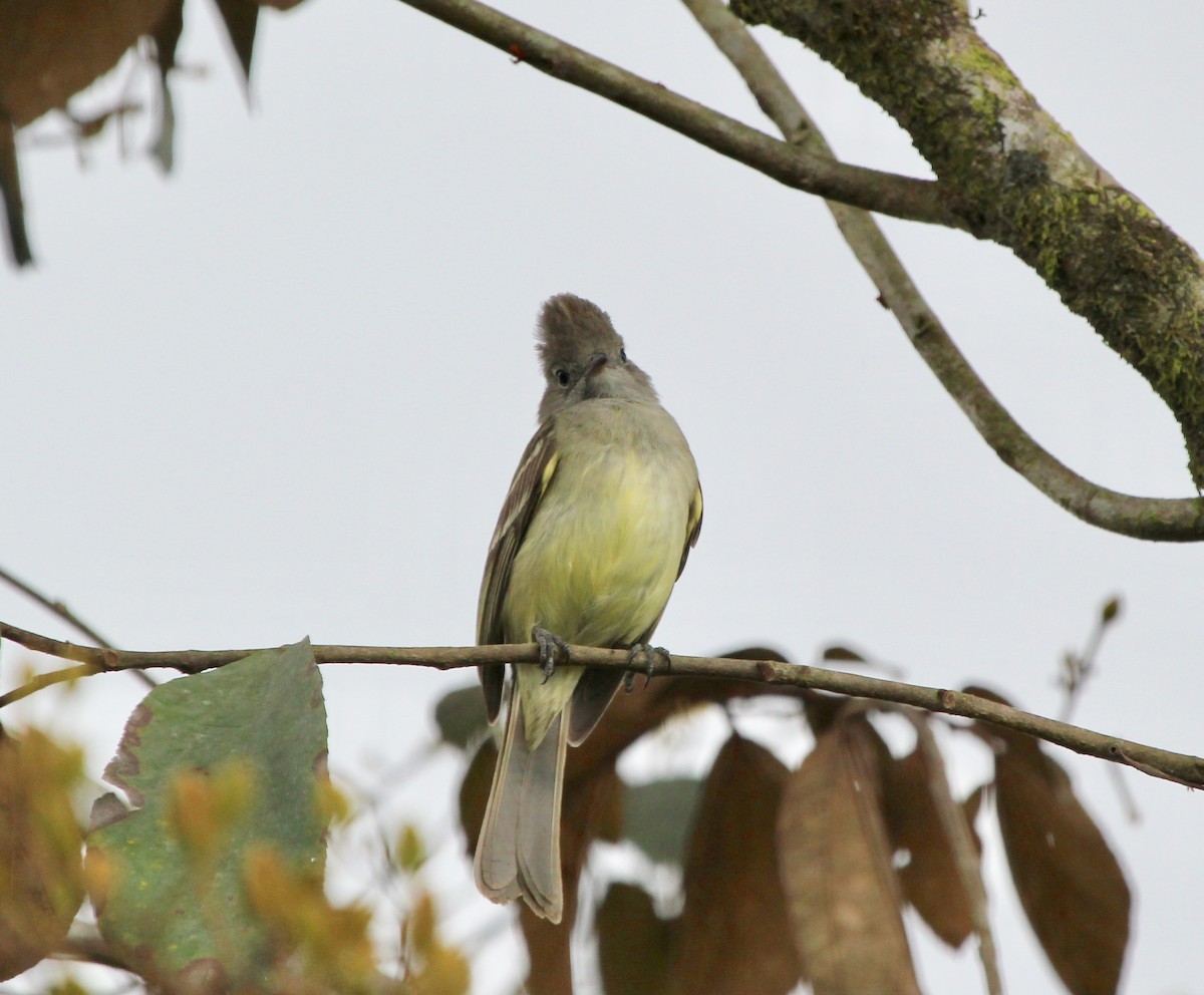 Gelbbauch-Olivtyrann - ML645455030