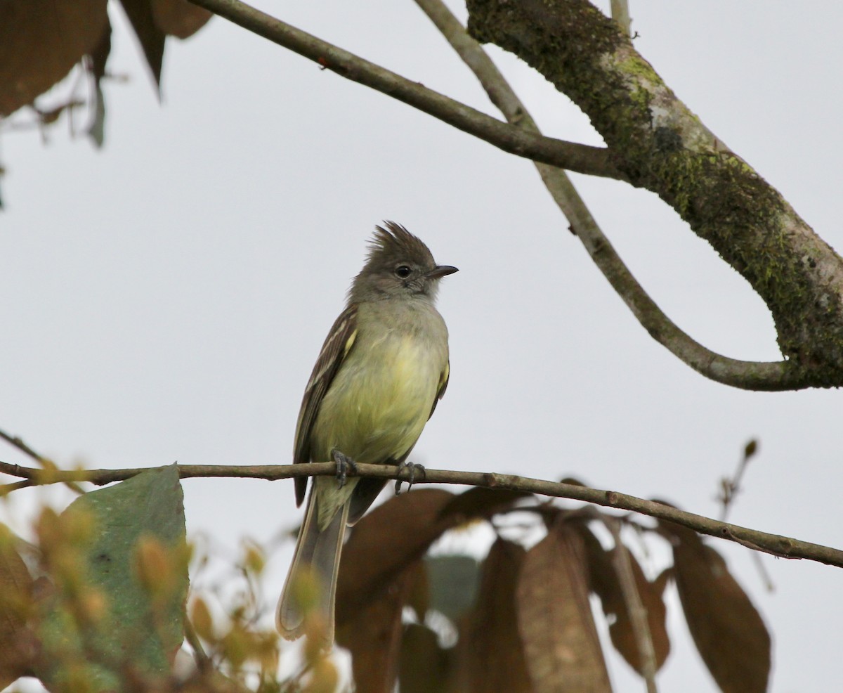 Gelbbauch-Olivtyrann - ML645455031